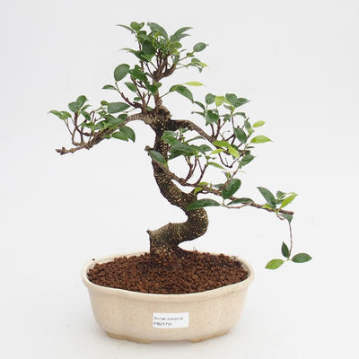 Room bonsai - Ficus retusa - small ficus - 1