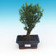 Room bonsai - Buxus harlandii - cork buxus - 1/4