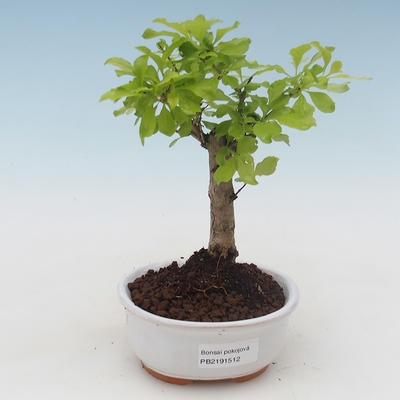 Indoor bonsai - Duranta erecta Aurea PB2191512 - 1