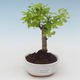 Indoor bonsai - Duranta erecta Aurea PB2191512 - 1/3