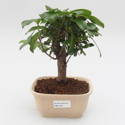 Room Bonsai - Australian cherry - Eugenia uniflora - 1