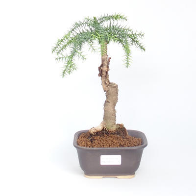 Room bonsai - Araukarie - room spruce