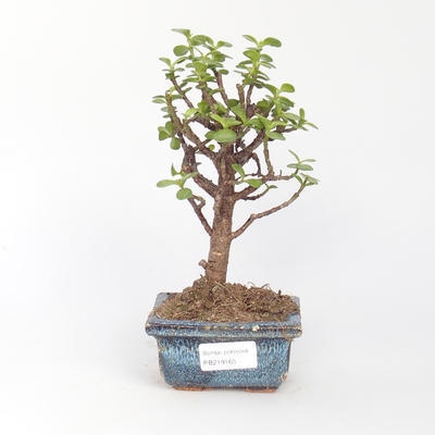 Room bonsai - Portulakaria Afra - Tlustice - 1