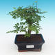 Room bonsai - Fraxinus uhdeii - room Ash - 1/2