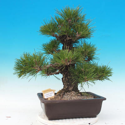 Outdoor bonsai - Pinus thunbergii - Thunberg Pine - 1