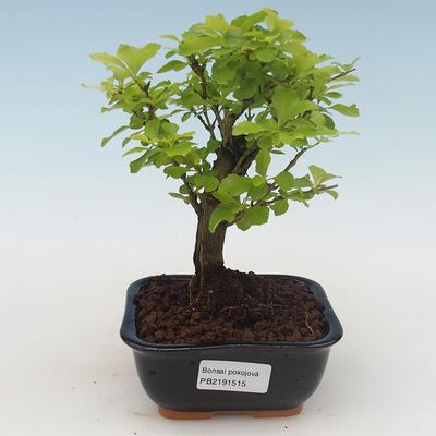 Indoor bonsai - Duranta erecta Aurea PB2191515 - 1