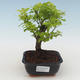 Indoor bonsai - Duranta erecta Aurea PB2191515 - 1/3