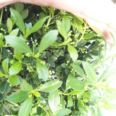 Indoor bonsai - Ilex crenata - Holly PB220557 - 1