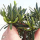 Indoor bonsai - Podocarpus - Stone yew PB220592 - 1/2