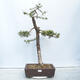 Outdoor bonsai -Larix decidua - Deciduous larch - 1/4