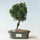 Outdoor bonsai - Cham.pis obtusa Nana Gracilis - Cypress - 1/2