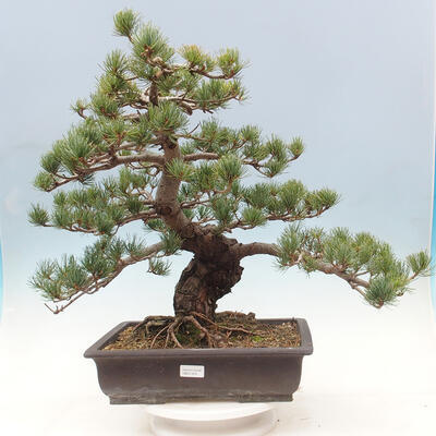 Outdoor bonsai - Pinus parviflora - small-flowered pine - 1