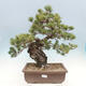 Outdoor bonsai - Pinus parviflora - small-flowered pine - 1/5