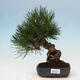 Outdoor bonsai - Pinus thunbergii - Thunbergia pine - 1/5