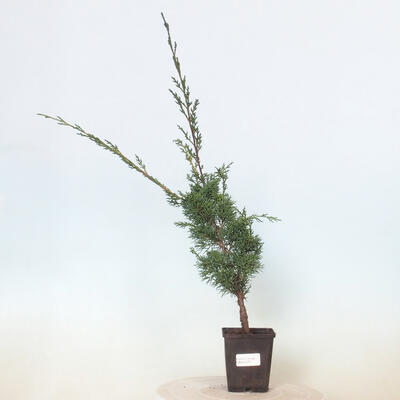 Outdoor bonsai - Juniperus chinensis Kishu - Chinese juniper