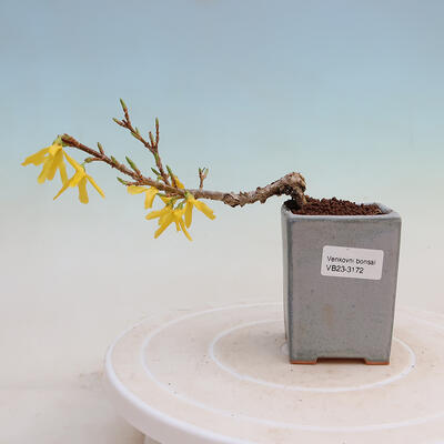 Outdoor bonsai - Zlatice - Forsythia intermedia - 1