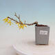 Outdoor bonsai - Zlatice - Forsythia intermedia - 1/4