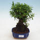 Indoor bonsai - Serissa foetida - Tree of a Thousand Stars - 1/2