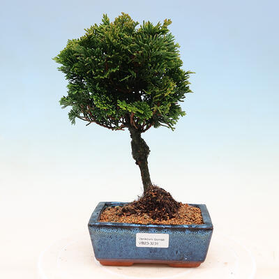 Outdoor bonsai - Cham.pis obtusa Nana Gracilis - Cypress - 1