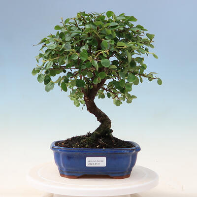 Outdoor bonsai - Cotoneaster horizontalis - Rock tree - 1
