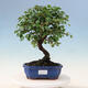 Outdoor bonsai - Cotoneaster horizontalis - Rock tree - 1/2