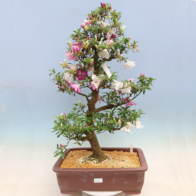 Outdoor bonsai - Japanese azalea SATSUKI- Azalea KINSHO - 1