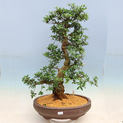 Outdoor bonsai - Japanese azalea SATSUKI- Azalea SHUSHUI - 1