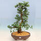 Outdoor bonsai - Japanese azalea SATSUKI- Azalea SHUSHUI - 1/6