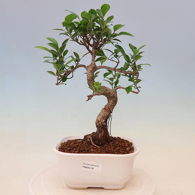 Indoor bonsai - Ficus retusa - small ficus - 1