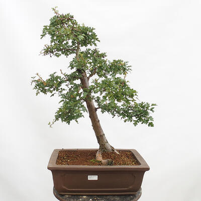 Outdoor bonsai - Hawthorn - Crataegus monogyna - 1