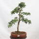 Outdoor bonsai - Hawthorn - Crataegus monogyna - 1/6