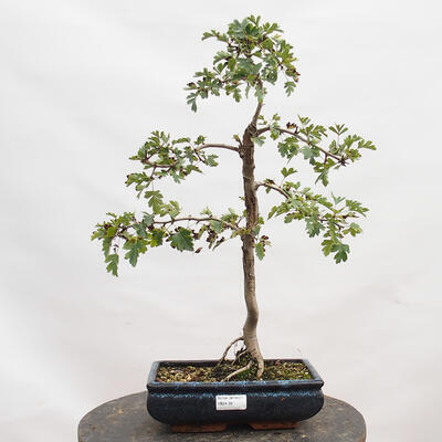 Outdoor bonsai - Hawthorn - Crataegus monogyna - 1