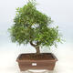 Indoor bonsai - Ficus nerifolia - small-leaved ficus - 1/4