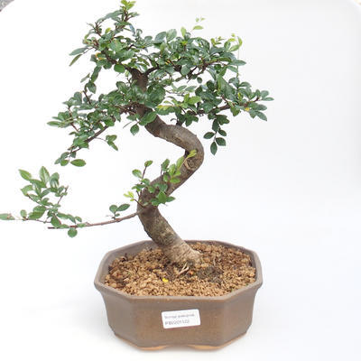 Indoor bonsai - Ulmus parvifolia - Small-leaved elm PB2201122 - 1