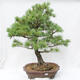 Outdoor bonsai - Pinus parviflora - Small-flowered pine - 1/5