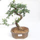 Indoor bonsai - Ulmus parvifolia - Small-leaved elm PB2201122 - 1/3