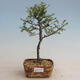 Outdoor bonsai - Ulmus parvifolia SAIGEN - Small-leaved elm - 1/2