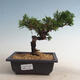 Outdoor bonsai - Juniperus chinensis Itoigawa-Chinese juniper - 1/2