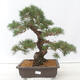 Outdoor bonsai - Pinus thunbergii - Thunberg pine - 1/5