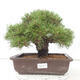 Outdoor bonsai - Pinus thunbergii - Thunberg pine - 1/4