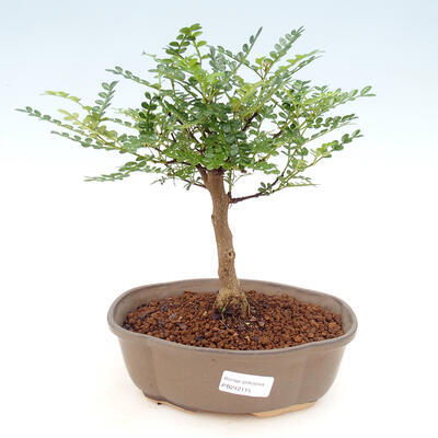 Indoor bonsai - Zantoxylum piperitum - Pepper tree - 1