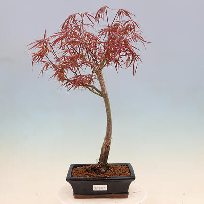 Bonsai im Freien - Acer palmatum Shishigashira - 1