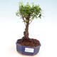 Indoor bonsai - Sagerécie thea - Sagerécie thea - 1/4