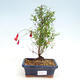 Indoor bonsai-PUNICA granatum nana-Pomegranate - 1/4