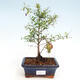 Indoor bonsai-PUNICA granatum nana-Pomegranate - 1/4