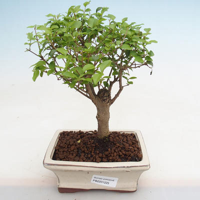 Indoor bonsai -Ligustrum chinensis - Bird's beak PB2201225 - 1