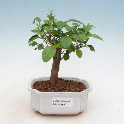 Indoor bonsai -Ligustrum chinensis - Bird's beak - 1