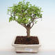Indoor bonsai -Ligustrum chinensis - Bird's beak PB2201225 - 1/3