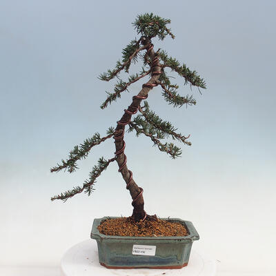 Outdoor bonsai - Cedrus Libani Brevifolia - Cedar green - 1