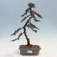 Outdoor bonsai - Cedrus Libani Brevifolia - Cedar green - 1/5